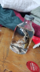 Sceloporus grammicus