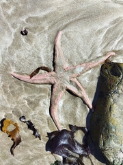Stichaster striatus