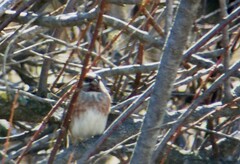 Emberiza leucocephalos