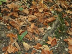 Orchis anthropophora