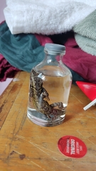 Sceloporus grammicus