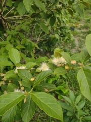 Campomanesia guaviroba