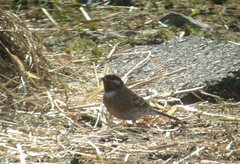 Emberiza leucocephalos