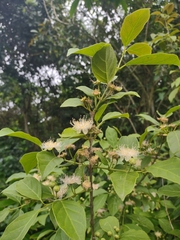 Campomanesia guaviroba