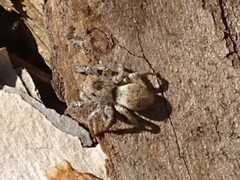 Habronattus coecatus