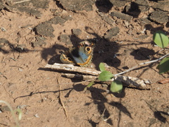 Junonia genoveva hilaris