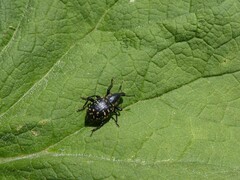 Liparus glabrirostris