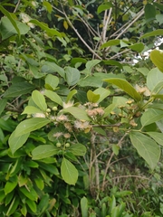 Campomanesia guaviroba