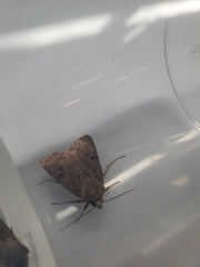 Xestia xanthographa