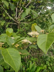 Campomanesia guaviroba