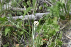 Antennaria anaphaloides