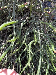 Salicornia