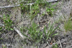 Antennaria anaphaloides