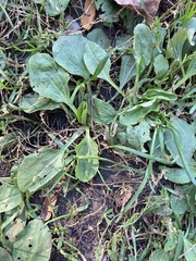 Plantago major