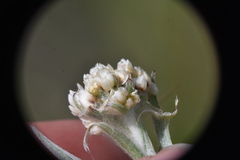Antennaria anaphaloides