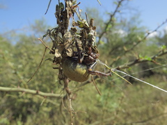 Parawixia bistriata
