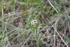 Antennaria anaphaloides