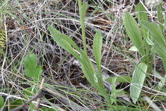 Antennaria anaphaloides