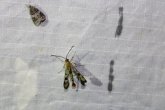 Synanthedon acerni
