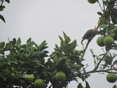 Melanerpes pygmaeus