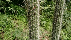 Nyctocereus serpentinus