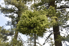 Arceuthobium douglasii