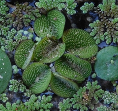 Salvinia