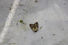 Dasylophia thyatiroides