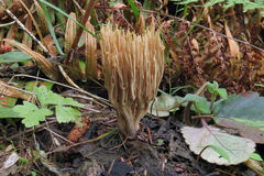Ramaria stricta