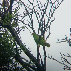 Amazona albifrons