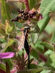 Itoplectis conquisitor