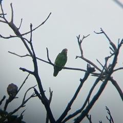 Amazona albifrons