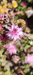 Diastella divaricata divaricata