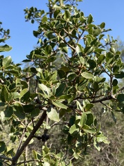 Quercus coccifera