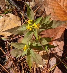 Solidago arguta