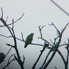 Amazona albifrons