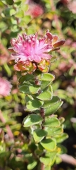 Diastella divaricata divaricata