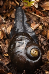 Powelliphanta spedeni