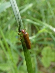 Rhagonycha nigriceps
