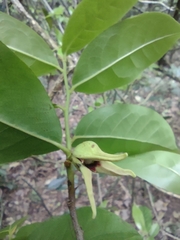 Annona acutiflora
