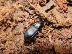 Pterostichus mutus