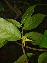 Annona acutiflora