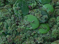 Limnobium laevigatum