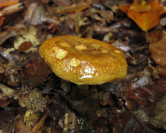 Tricholoma albobrunneum