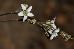 Jepsonia parryi