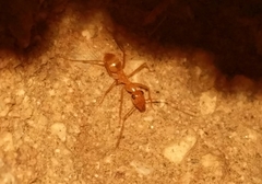 Myrmecocystus