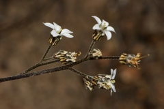 Jepsonia parryi