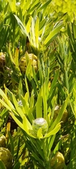 Leucadendron xanthoconus