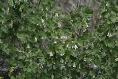 Ribes cereum cereum