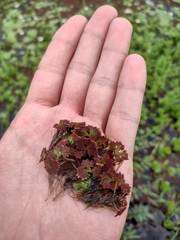 Azolla filiculoides
